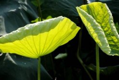 家養荷花葉子爛了怎么辦，修剪爛葉并做好消毒處理"