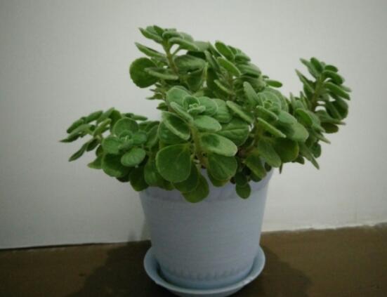 碰碰香怎么養(yǎng)茂盛，只需做好五個(gè)要點(diǎn)盆盆爆滿(mǎn)"