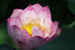 荷花什么時(shí)候掉葉，秋季葉子會(huì)自然枯萎"