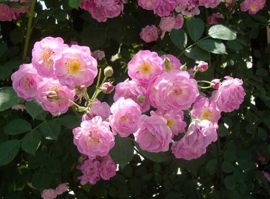 薔薇花的功效與作用，盤點薔薇花七大功效與作用"