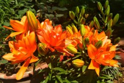 怎樣才能養(yǎng)好百合花，選擇疏松肥沃的砂質(zhì)土壤養(yǎng)護(hù)