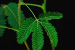 如何種含羞草種子，詳解含羞草播種繁殖"