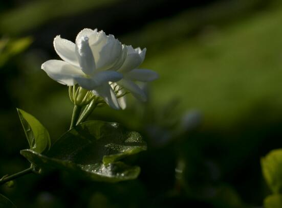 茉莉花什么時候開花，茉莉花一年可開三次花"