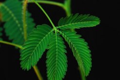 含羞草一直閉合不開，導致含羞草閉合的5種原因"