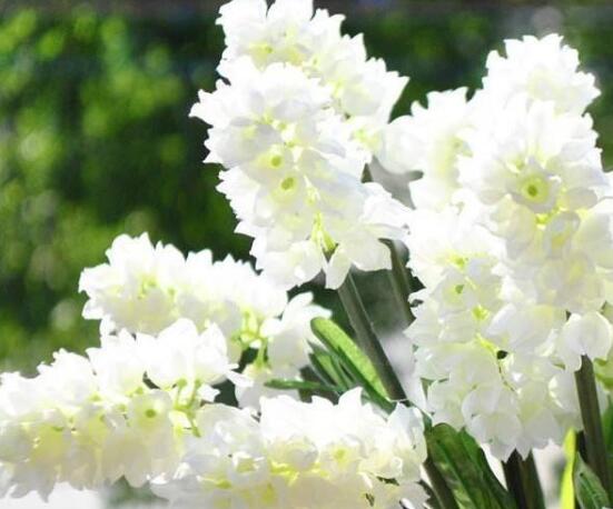 風信子花語是什么，代表著只要點燃生命之火，便可同享豐盛人生"