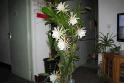 曇花什么時候開花，每年的6-10月開花（花期十分短暫）"