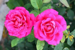 月季花花期是什么時候，月季花什么時候開花"