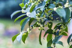 桂花什么時(shí)候開，不同的品種開花時(shí)間也不同"