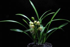 蘭花花苞發黑脫落怎么辦，多是施肥量大、澆水過多"