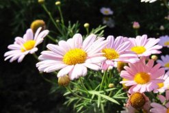 菊花栽培和繁殖方法，菊花栽培可通過4步進行"