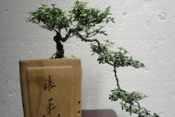 六月雪怎樣提根，六月雪盆景提跟技巧介紹"