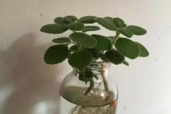 碰碰香可以水培嗎，可以水培并且日常管理更加簡單"