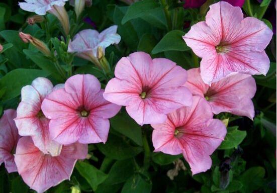 牽?；ㄔ趺礉菜?，牽?；菜椒?