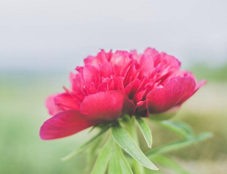 牡丹花語(yǔ)大全，各種顏色牡丹花語(yǔ)大全介紹"
