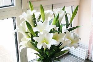 百合花可以水培嗎，水培百合花的養殖方法"