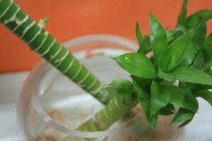 富貴竹怎么養才能生根，做好根莖處理工作保持溫度"