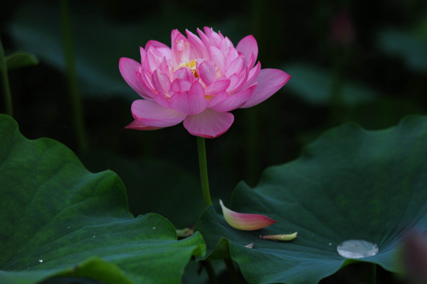 芙蓉是荷花嗎，只有水芙蓉才是荷花"