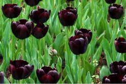 黑色郁金香花語，神秘、高貴的象征"