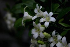 怎么讓九里香開花，5個要點可讓它的花開得更旺、更久"