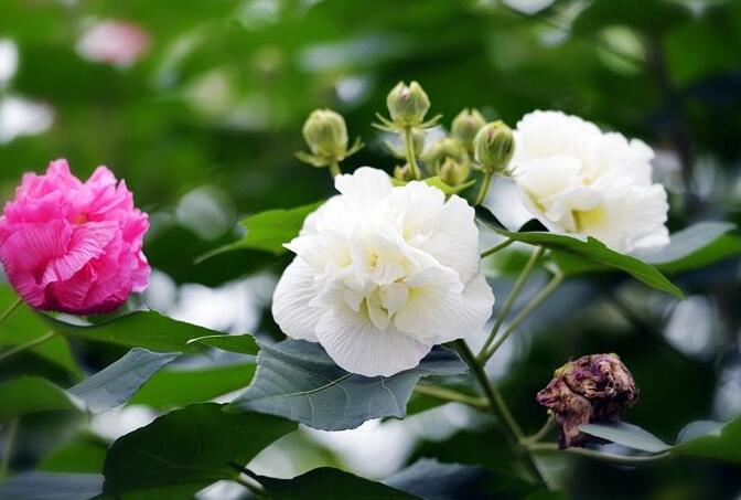 芙蓉花怎么修剪，春天和秋天剪是最好的"