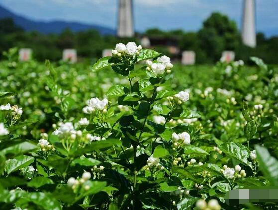 茉莉花花期多久，茉莉花花期長達半年(5-10月)"