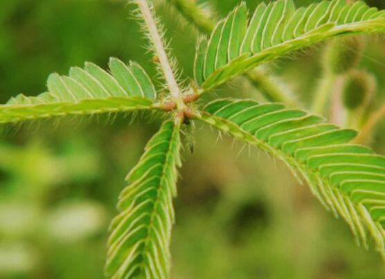 含羞草為什么會(huì)閉合，講述最科學(xué)的合理解釋(葉枕水分感應(yīng))"