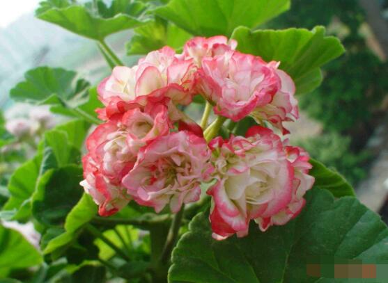 天竺葵的養(yǎng)殖方法，老農(nóng)教你八大基本養(yǎng)殖要點"