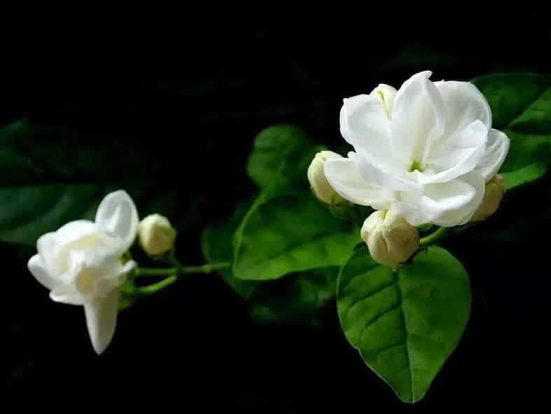 茉莉的花語，地區(qū)和數(shù)量不同代表的寓意也不同"