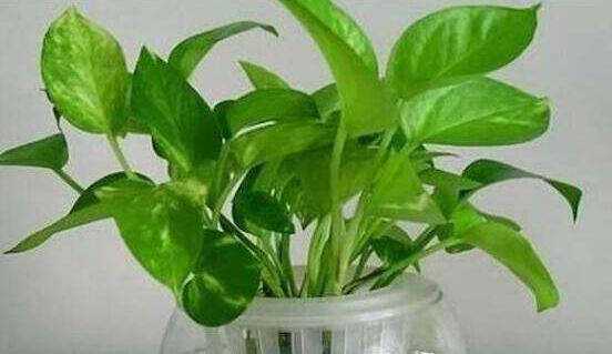 水培綠蘿怎么養，做好四點就能養得枝繁葉茂"