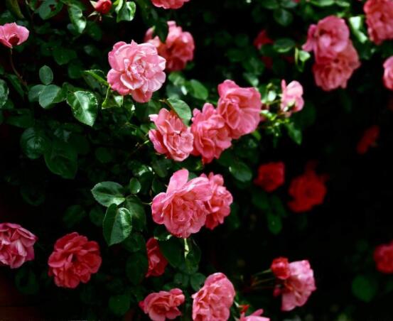 薔薇花的花語是什么，代表著一種思念的愛/不同顏色不同花語"