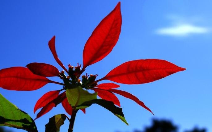 一品紅花放室內對身體有害嗎，可以放在室內但是不要碰到它的汁液"