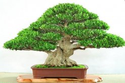 榕樹盆景有什么作用，觀賞、藥用以及風水三個方面"