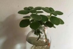 碰碰香怎么水培，只需簡單幾步就可以完成水培"