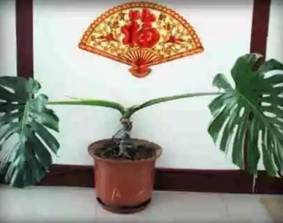 龜背竹滴水是怎么回事，只是一種正常的吐水現象(水分充足)"