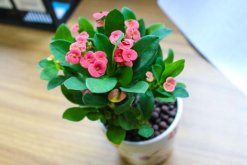 虎刺梅致癌真的假的，養殖虎刺梅的土壤含有致癌物質"
