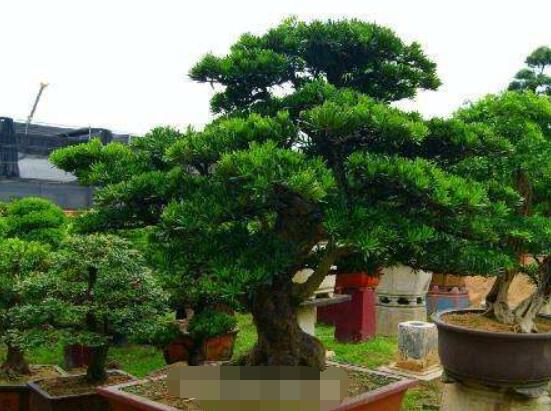 為什么羅漢松慢慢枯萎，做好澆水/保持溫度光照"