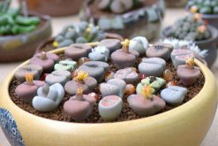 生石花長得很慢，及時補充養分并加強光照"