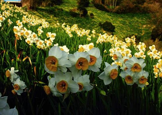 水仙花什么季節開花，水仙花花期在冬季開放"