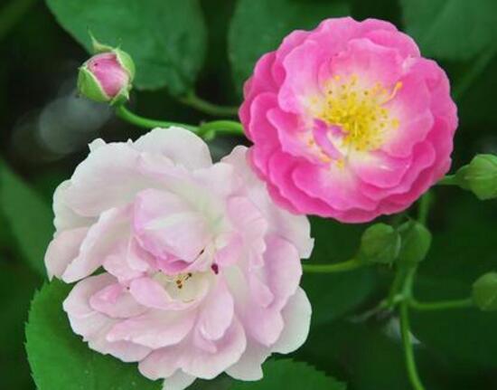野薔薇花，野薔薇花特點"