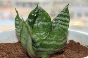 虎皮蘭葉子干癟發(fā)軟怎么辦，兩招幫你搞定疑難雜癥"