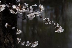 櫻花樹的病蟲害防治，褐斑病以及介殼蟲最常見"