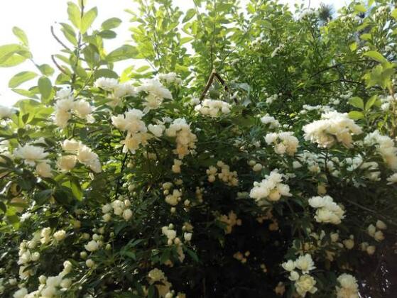 薔薇花什么時候開，薔薇花在每年5-9月開花"