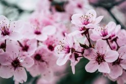 櫻花盆栽修剪方法，4步即可完成櫻花的修剪"