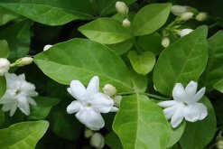 剛栽的茉莉花怎么養(yǎng)，必須要掌握的4個方法"