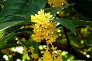 桂花樹怎么養(yǎng)才長(zhǎng)得好，每天要保證6~8小時(shí)光照"