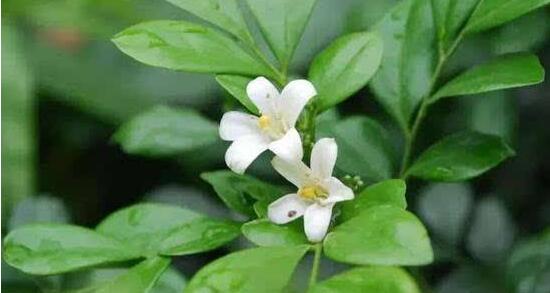 茉莉花有毒嗎，茉莉花可以放在室內嗎"