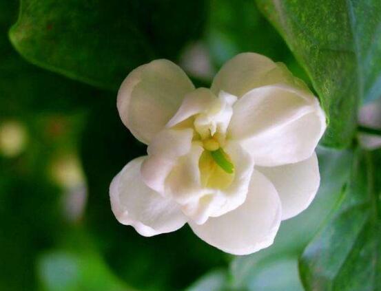 茉莉花怎么澆水，茉莉花澆水方法"