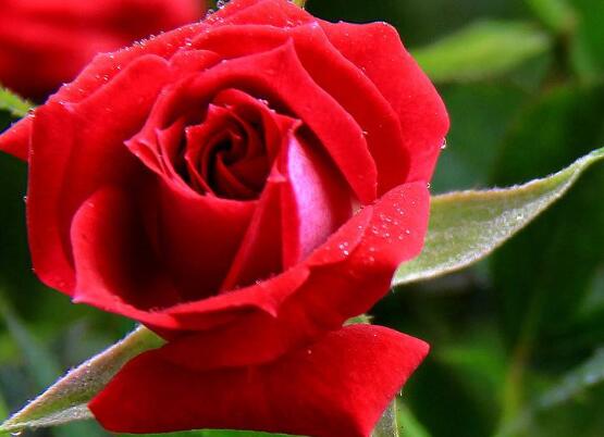 薔薇花什么時候種植，薔薇花幾月種植"