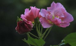 木芙蓉花的繁殖方法，木芙蓉的繁殖步驟詳解"