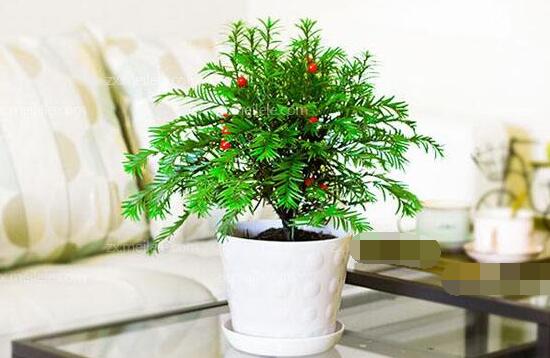 紅豆杉適合擺放在哪里，盤點風水最好的五個位置"